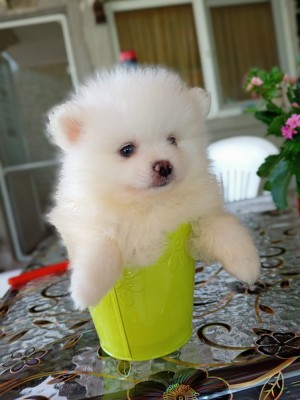 Pomeranian mini spitz foto