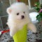 Pomeranian mini spitz