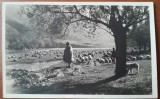 Carte postala, turma de oi in Romania, 1937