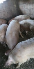 Porci de vanzare intre 130 - 160 kg.rasa Landrace , in or.Fundulea jud. Calarasi foto