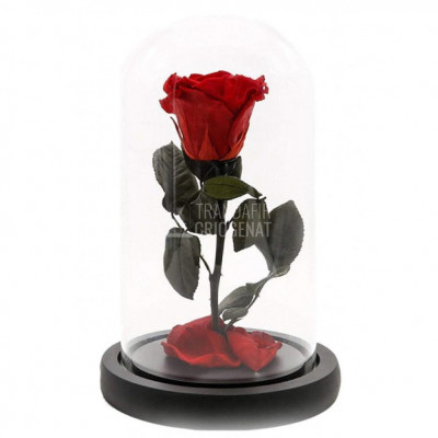 Trandafir Criogenat rosu &amp;Oslash;6,5cm in cupola de sticla 12x25cm foto