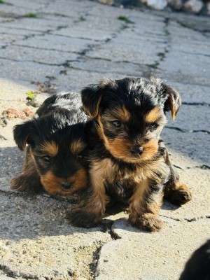 Yorkshire Terrier foto