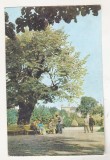 Bnk cp Iasi - Teiul lui M Eminescu din gradina Copou - uzata, Necirculata, Printata
