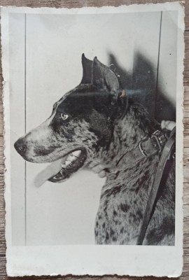 Caine// foto tip CP, perioada interbelica foto