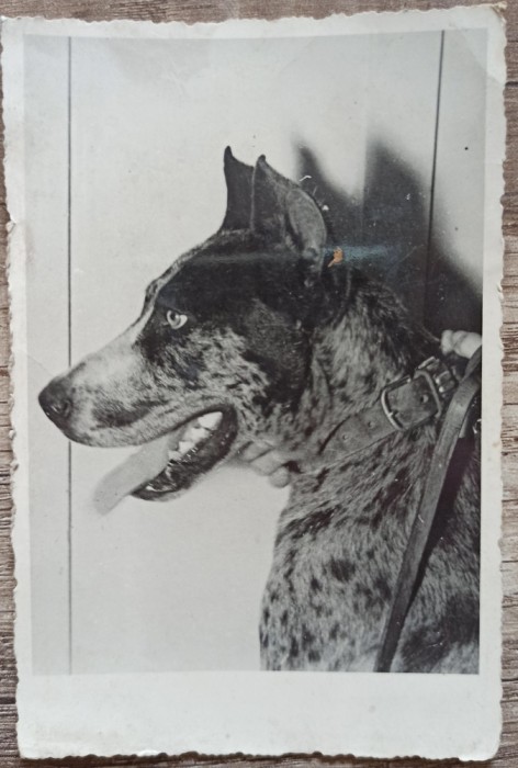 Caine// foto tip CP, perioada interbelica