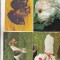 bnk cp Caini - lot 20 carti postale