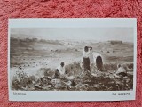 Carte postala, reproducere dupa tabloul La Secere/Verona