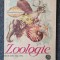 ZOOLOGIE MANUAL PENTRU CLASA A VI-A - Bogoescu, Dabija