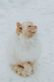 Tablou Canvas, "Pisica pufoasă pe zăpadă albă", Pisică, Fluffy, Albă, Zăpadă, Blană, Frig, Curioasă, Frumoasă, 26 x 39 cm, CMCLASS