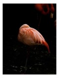 Tablou Canvas, "Flamingo odihnindu-se pe un picior", Flamingo, Odihnă, Penaj, Roz, &Icirc;ntuneric, Lumină, Grație, Echilibru, 26 x 39 cm, CMCLASS