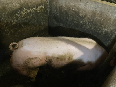 Vand doi porci pret de piata negociabil foto