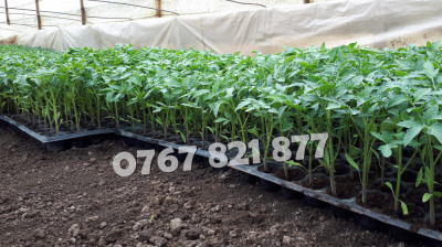 Rasad tomate rosii vinete castraveti ardei 2025 | Vand Rasaduri Legume foto