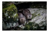 Tablou Canvas, "Vidre curioase pe st&acirc;nci verzi", Otters, Moss, Rocks, Cavity, Wet, Curious, Nature, Wildlife, 39 x 26 cm, CMCLASS