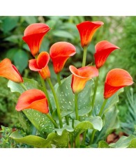 Pachet Zantedeschia (Cala) Mango x 1 Bulbi