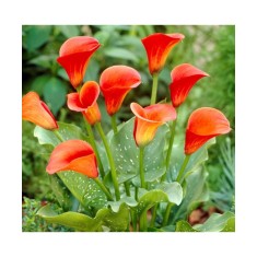 Pachet Zantedeschia (Cala) Mango x 1 Bulbi
