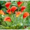 Pachet Zantedeschia (Cala) Mango x 1 Bulbi