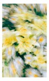 Tablou Canvas Flori Solare Dans Efemer, 26 x 39 cm, CMCLASS