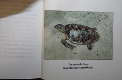 Ghidul colectiilor - Aurel Papadopol (colectie completa) foto