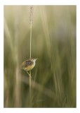 Tablou Canvas, "Pasărea singuratică pe firul vieții", Păsărică, Delicatețe, Natură, Iarbă, Tranquilitate, Nepăsare, Simplitate, Verdeață, Grație, Echi