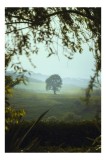 Tablou Canvas, "Arbore singuratic &icirc;n c&acirc;mpie verde", Verde, Solitar, Natură, Coline, Frunziș, Perspectivă, &Icirc;nsorit, Calm, Pitoresc, &Icirc;mpădurit, 26 x 39