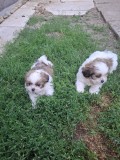 Catei shih-tzu nascuti la 07.04.2026