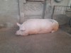 Vand porci 350 kg
