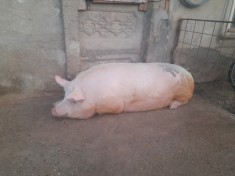 Vand porci 350 kg