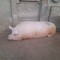 Vand porci 350 kg