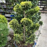 PLANTE ORNAMENTALE