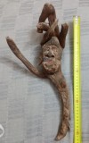 Sculptura naiva in radacina lemn driftwood 40 cm.