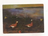 RF162 - Carte Postala - Tulcea. Muzeul Delta Dunarii - Diorama lacul Rizim. Califar Rosu, necirculata 1974