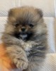 Pomeranian 2 baieti si o fetita disponibili incepand cu 1 Decembrie