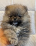 Pomeranian 2 baieti si o fetita disponibili incepand cu 1 Decembrie