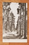 Vedere (carte postala) Ramnicu Valcea: Aleea cu brazi. Circulata, Printata