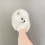 Pomeranian rasa pura