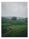 Tablou Canvas Peisaj Natură Pădure Plantatie Calm, 26 x 39 cm, CMCLASS