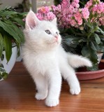Pisoias Scottish Straight Shorthair. Detine Pedigree