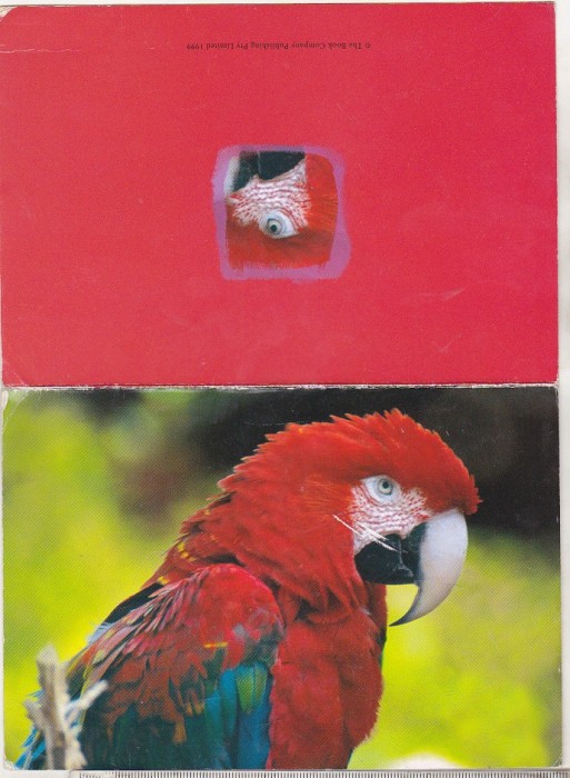 bnk cp Fauna - pasari - papagal - uzata