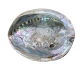 SCOICA ABALONE, STARE NATURALA, NESLEFUITA