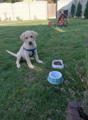 Labrador retriever gold foto