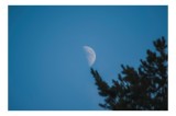 Tablou Canvas, "Luna pe cerul albastru senin", Lună, Albastru, Cer, Răsărit, Siluetă, Crengi, Natură, Noapte, Lumină, 39 x 26 cm, CMCLASS