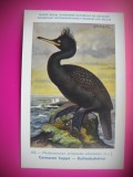 HOPCT 6334 CORMORAN-PHALACROCORAX ARISTOTELIS ARISTOTELIS-PASARI DE APA-FAUNA EUROPA-CP CHROMO LITHO -MUZEUL REGAL STIINTE NATURALE BELGIA-NECIRCULATA, Printata