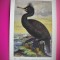 HOPCT 6334 CORMORAN-PHALACROCORAX ARISTOTELIS ARISTOTELIS-PASARI DE APA-FAUNA EUROPA-CP CHROMO LITHO -MUZEUL REGAL STIINTE NATURALE BELGIA-NECIRCULATA