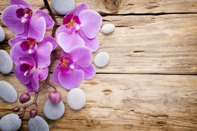 Fototapet autocolant Orhidee roz cu pietre, 350 x 200 cm foto