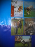 HOPCT LOT NR 406 CAI -FAUNA -5 CARTI POSTALE-CIRCULATE