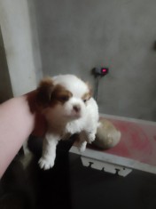 Caini de vanzare foto