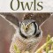 Owls Playing Cards