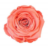Trandafiri Criogenati XL BIC-10 (&Oslash;6-6,5cm, set 6 buc /cutie)