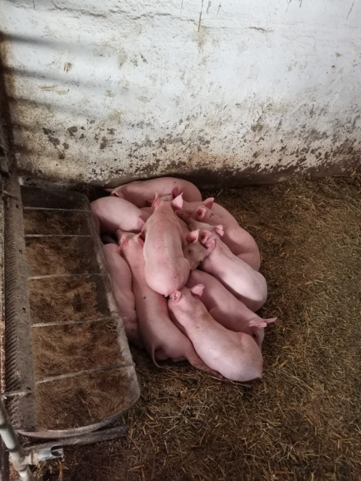 Purcei 7 săptăm&acirc;ni