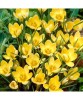 Crocus Romance 5/7 ,bulb, Oem